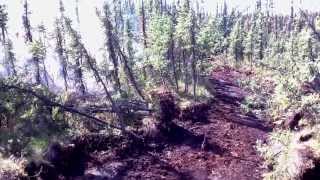 Alaska Fire, Direct catline  cut  with D-6-C angle dozer in black spruce, with 100% active perimeter