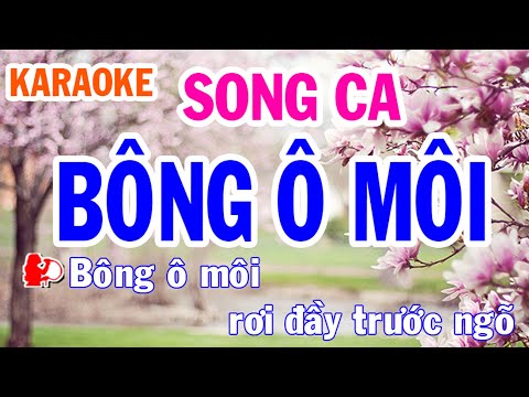Bông Ô Môi 16/11/24