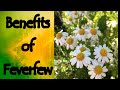 The Benefits of Feverfew Tanacetum Parthenium