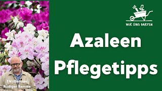 Alles über Azaleen mit Rüdiger Ramme