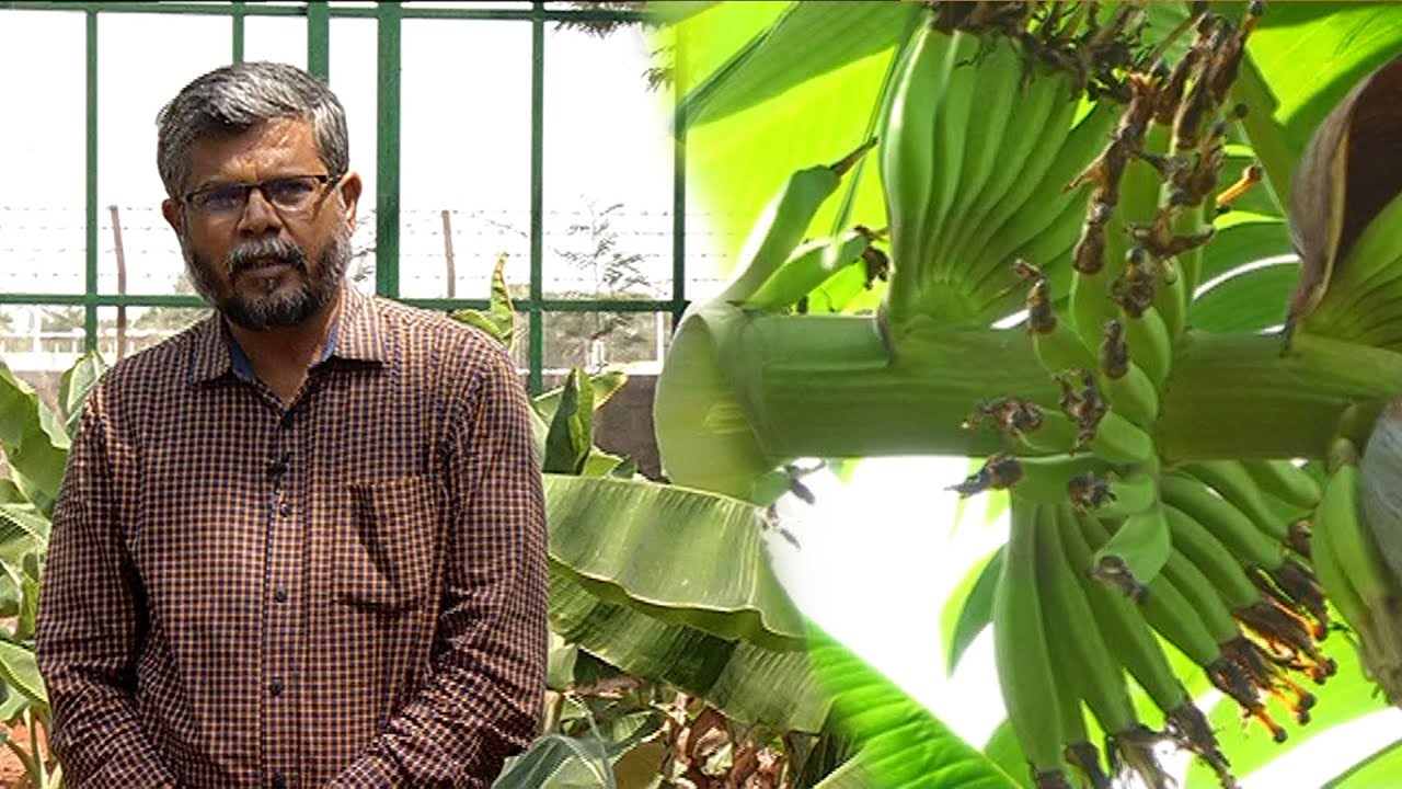 வாழையை தாக்கும் வைரஸை கட்டுப்படுத்துவது எப்படி ? | Plantain Virus Attack | Malarum Bhoomi