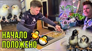 ПЕРВАЯ ИНКУБАЦИЯ 2024 🐣ЗИМНИЕ СЮРПРИЗЫ ОТ КУРОЧЕК | Мускусные утки | Кролики🐰ПОСАДИЛ ЗИМНИЙ ОГОРОД