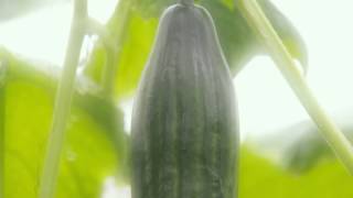 Seedless Ontario Greenhouse Cucumbers