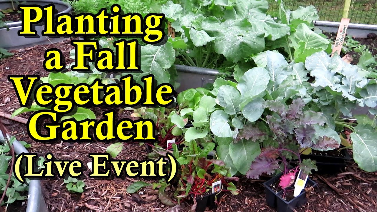 What To Plant In September For Your Fall Vegetable Gardens And Live Q what-to-plant-in-september-for-your-fall-vegetable-gardens-and-live-q