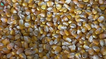 SG Corn/Maize  Sorting Machine/Color Sorter Machine