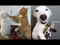 Funny Animal Videos 2022 😂  - Best Dogs And Cats Videos #8 😺😍