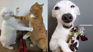 Funny Animal Videos 2022 😂  - Best Dogs And Cats Videos #8 😺😍