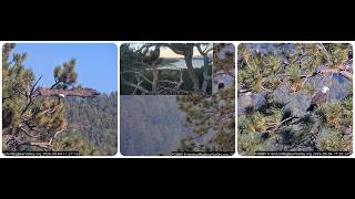 Kaydee two visits to the nest tree; Shadow watches over the territory 04.09.2026 @FOBBVCAM Big Bear Bald Eagle Live Nest Cam 1