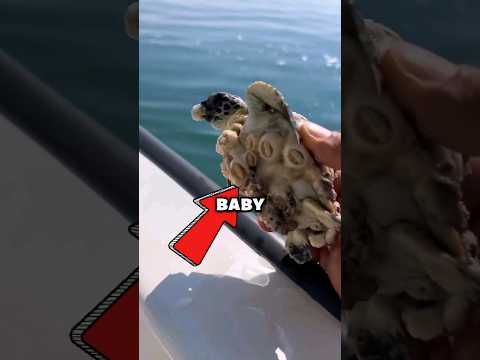 Baby Turtle RESCUED