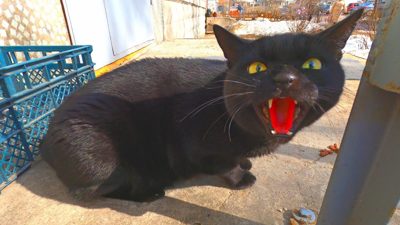 a-very-angry-cat-hisses-and-scratches-chasing-me-away-youtube