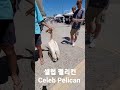 셀렙 펠리컨 #celebpelican