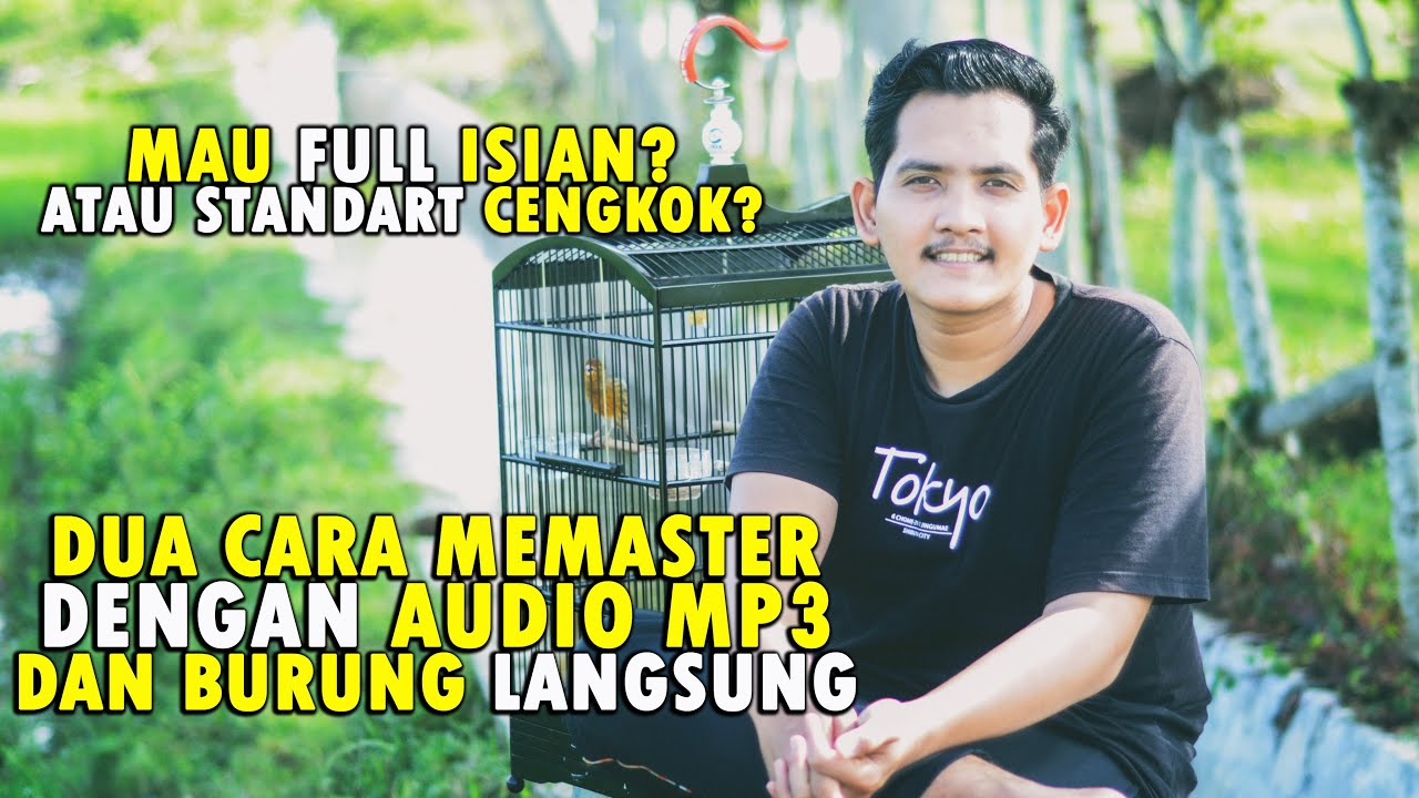 Cara memaster burung yang baik dan benar - Kenari dan burung lainnya