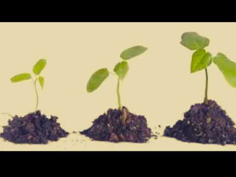 Video: Hoe Een Plant Zich Ontwikkelt Uit Een Zaadje