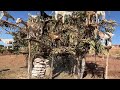 Goats on platforms in an argan tree Goat Tree, Argan Tree Dry No Watermark Free iStock Footage Video