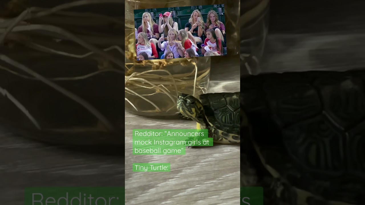 Tiny Turtle reacts to a video from r/publicfreakout