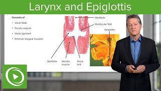 Larynx And Epiglottis Respiratory Histology Lecturio