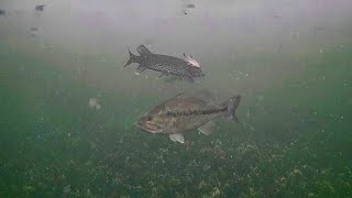 ICE Fishing Underwater Big Bass & Pike