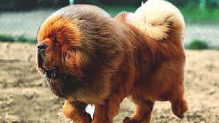 The Powerful Massive Defender - Tibetan Mastiff - YouTube