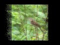 Garden Warbler Soundصوت دخلة الحدائق