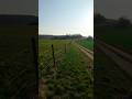 Avata 2 | green #dji #fpv #cinematic #nature #fpvpilot