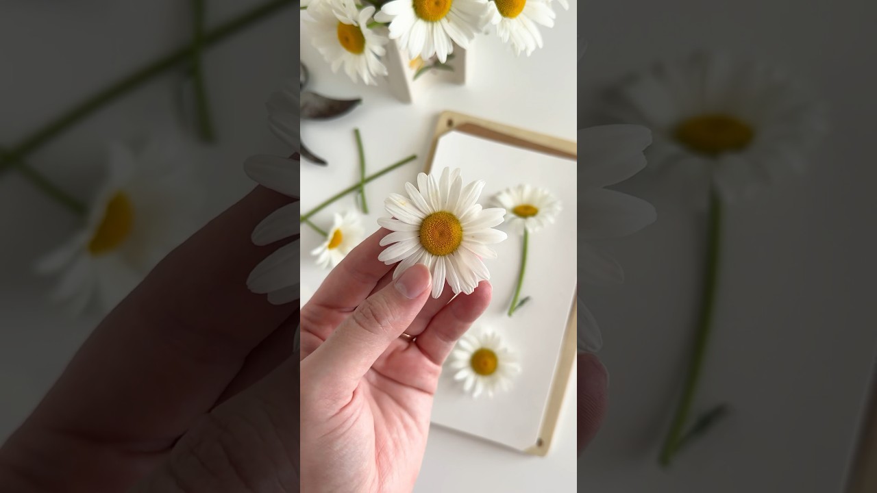 I preserved daisies from our garden with my flower press and they turned out so cute!