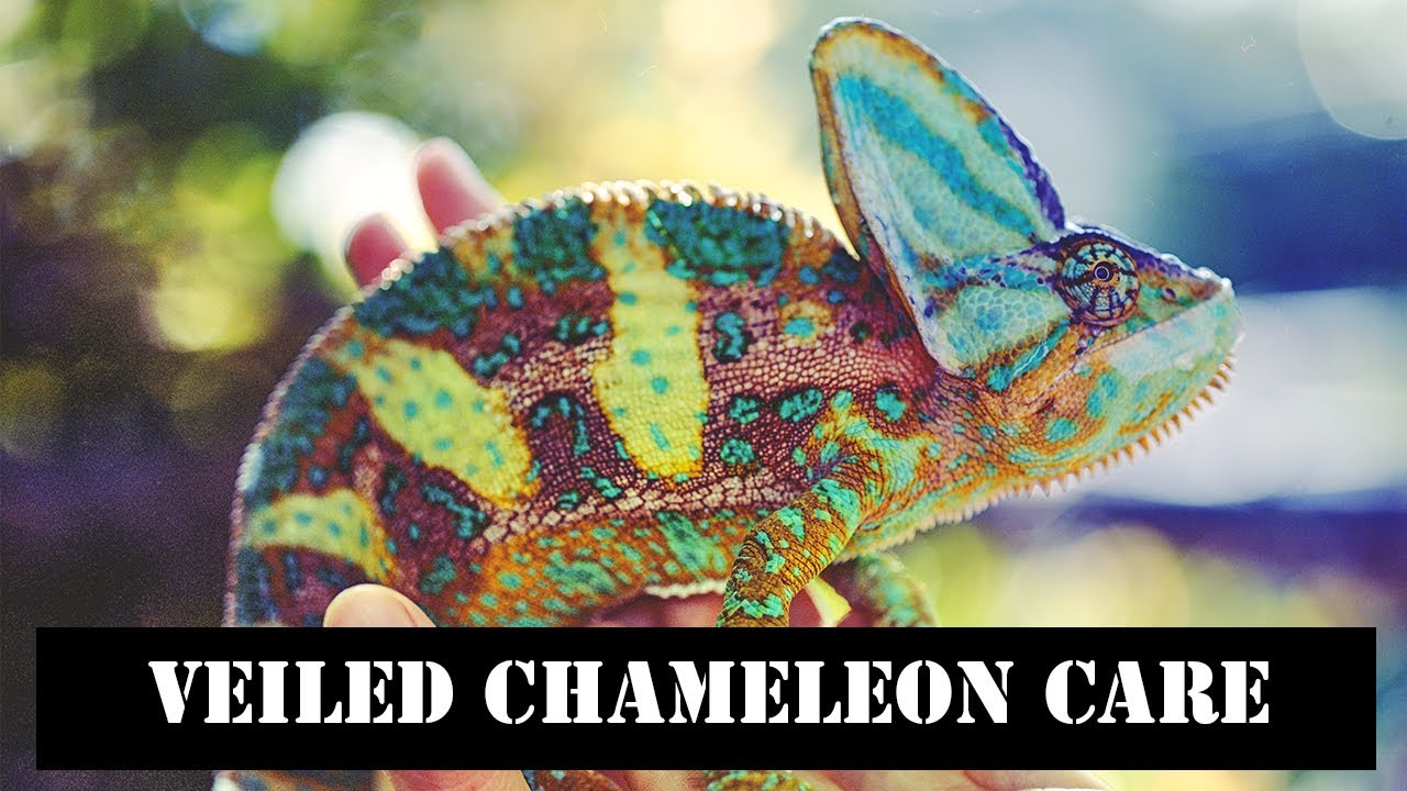 Veiled Chameleon Care - YouTube