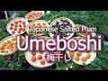 Comment faire des prunes marines japonaises umeboshi  sal et shiso