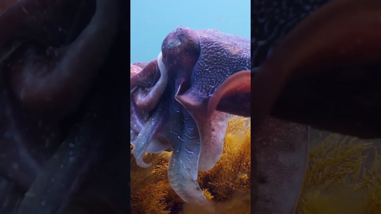 Eating spicy cuttlefish (full video on channel) #funsnacks #foodiefun #snacks