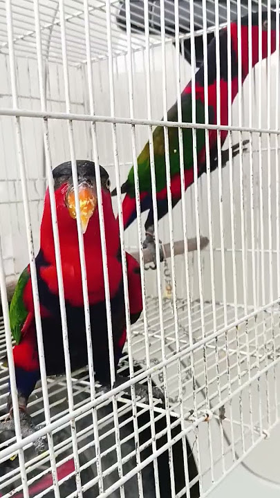 burung nuri diam kebingungan di dalam kandang #burungnuripapua #shortsyoutube