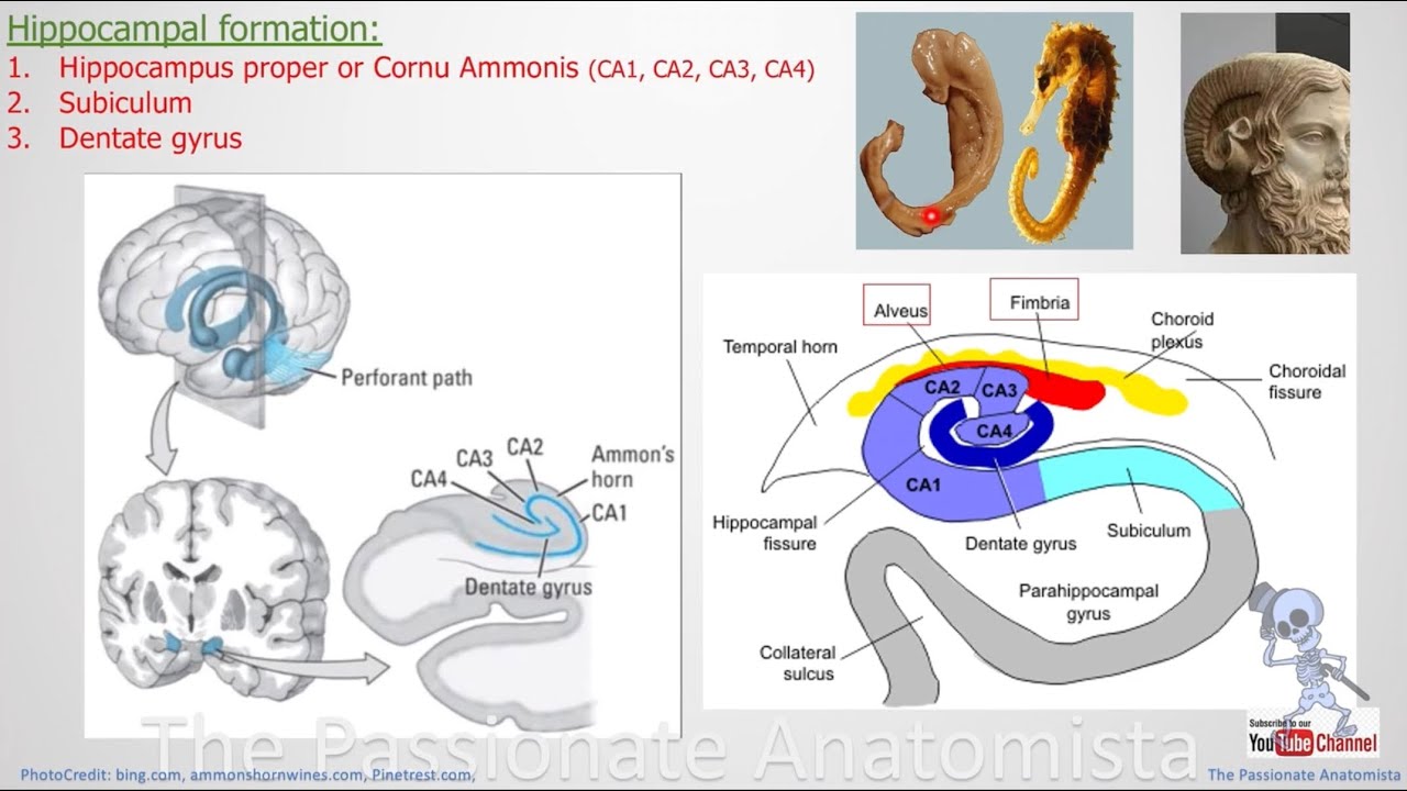 Neuroanatomy VD28 - Limbic system (Limbic lobe, hippocampal formation ...