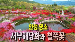 인생 명소 ㅣ서부해당화와 철쭉꽃의 환상적인 조화 ㅣ 서부해당화는 무슨 꽃?