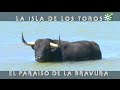 Toros de Gavira: entrenamiento y baño en la isla del toro, paraíso bravura | Toros desde Andalucía