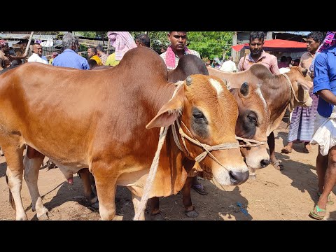 আজ ১৫ অক্টোবর | খামার উপযোগী শাহিওয়াল ও গীর ষাঁড় গরুর দাম | কাহারোল হাট