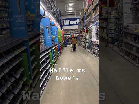 Waffle does great with her aunt doing loose leash training at Lowe’s #huskyshorts ￼