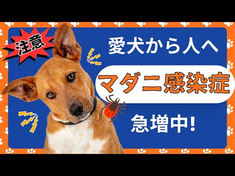 【注意】マダニ感染症の経路と症状、予防策【犬 ペット】