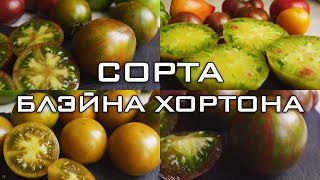 5 СОРТОВ ОТ БЛЭЙНА ХОРТОНА!