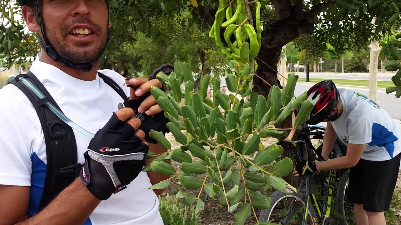 El Algarrobo o garrofero documental de Comunidad Biker en el Campus de Espinardo
