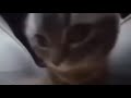 Chipi Chipi Chapa Chapa SLOWED REVERB 