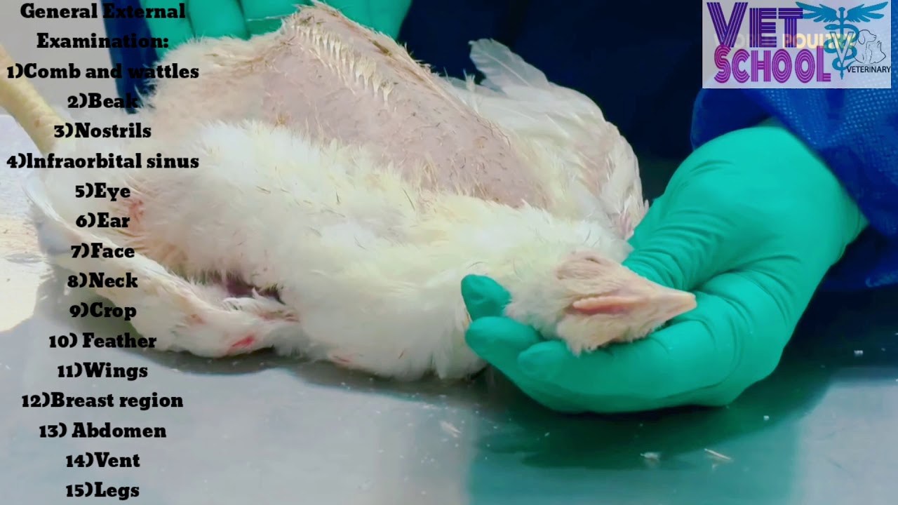 Postmortem Of Poultry Step By Step Poultry Postmortem Technique postmortem-of-poultry-step-by-step-poultry-postmortem-technique