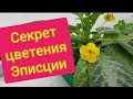 Как заставить цвести  Эписцию .