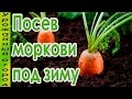 ГЛАВНЫЕ ПРАВИЛА ПОСЕВА МОРКОВИ ПОД ЗИМУ!ПОДГОТОВКА ГРЯДОК!