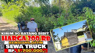 Send Durian Seedlings to Malang..! Price 200 Thousand Safe and Easy Care.