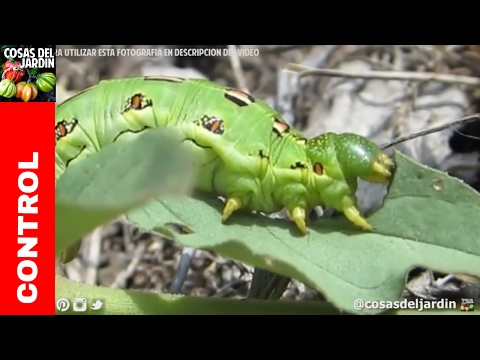 Eliminar orugas y gusanos del huerto de forma orgánica - Guia completa @cosasdeljardin