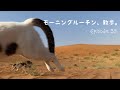 今日は、特に特別なことは起こらなかった朝散歩。let’s go morning walk.