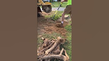Roots all over the yard 😳