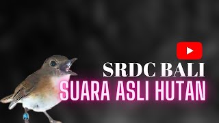 SUARA ASLI HUTAN SRDC BALI