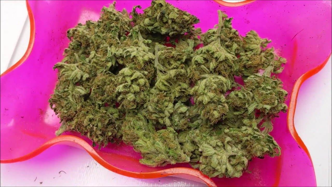 Rosin press Green Crack 15% yield