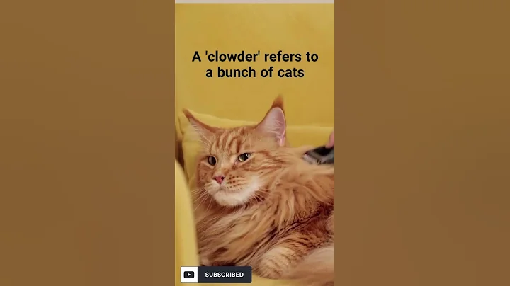 Video 4962171: siamese tabby cat, tabby cats calico, male siamese cat, siamese cat facts