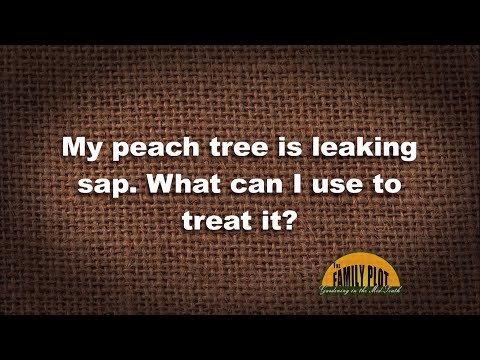 Video: Môžete jesť broskyňovú živicu – čo robiť s broskyňovou šťavou zo stromov