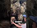 Harvesting and Cooking a Massive Giant Bamboo Shoot (Traditional Forest Recipe)#bambooshoot #cooking